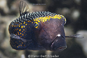 Boxfish
Bunaken Island, Sulawesi,Indonesia,
Nikon D 300... by Hans-Gert Broeder 